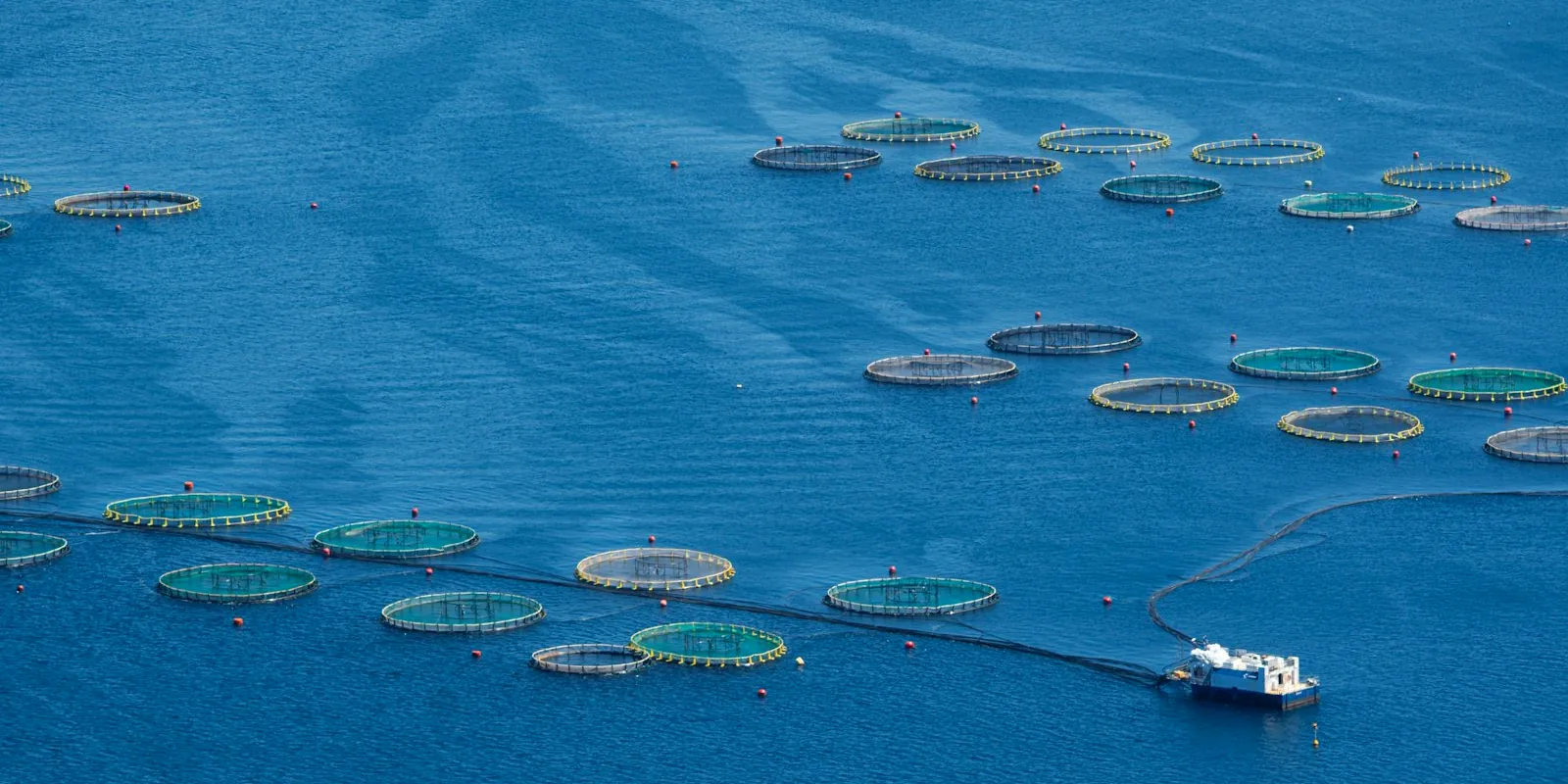 Vista aérea de jaulas circulares de cultivo de peces en el mar, con una embarcación de servicio